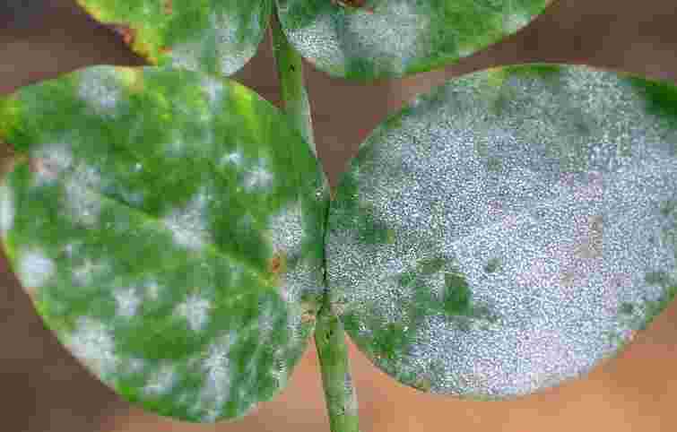 Чому на кімнатних рослинах з’являється білий наліт: типова помилка господинь