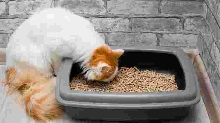 Чому кіт їсть наповнювач для туалету: 10 причин, перевірених ветеринаром 