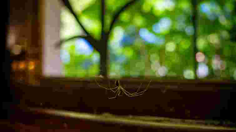 Зникнуть назавжди: як позбутися від павуків у помешканні