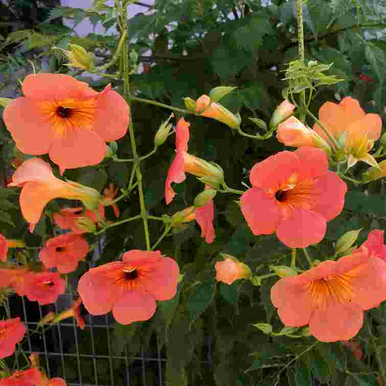 Небезпечна рослина: яка одна квітка здатна знищити сад