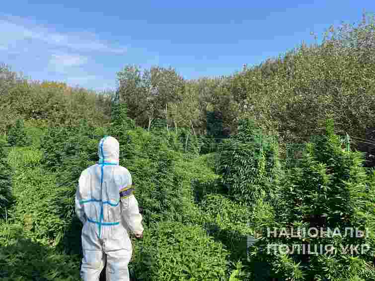 На Волині група наркоділків облаштувала  п'ять плантацій для вирощування коноплі