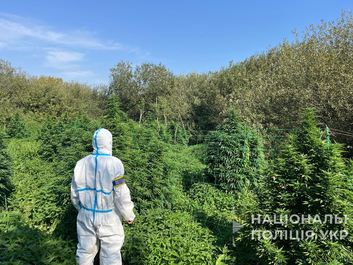 На Волині група наркоділків облаштувала  п'ять плантацій для вирощування коноплі