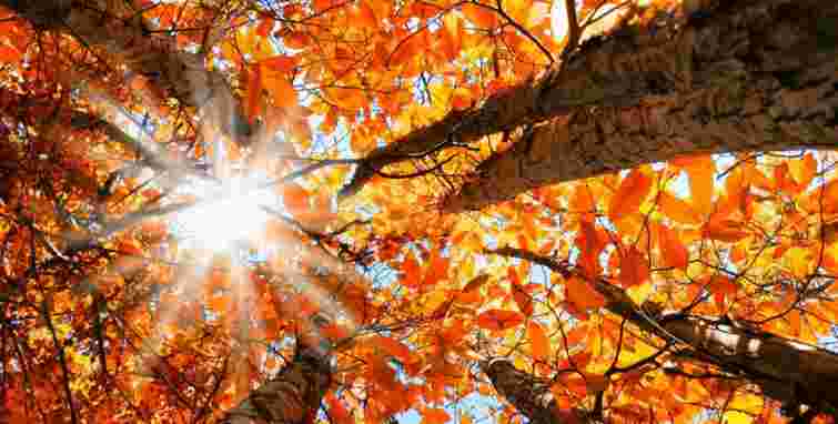 Обов'язково встигніть зробити це до осіннього рівнодення: 7 завдань на городі і в саду