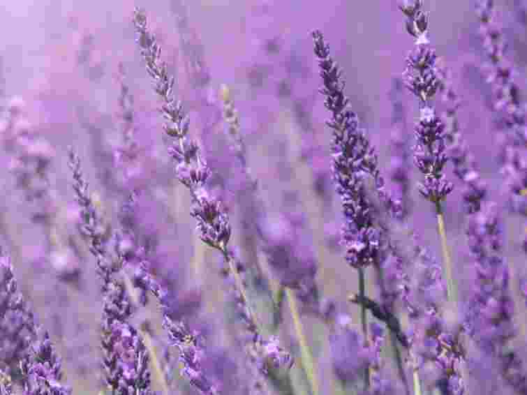 Що не можна робити з лавандою: три поширені помилки під час догляду