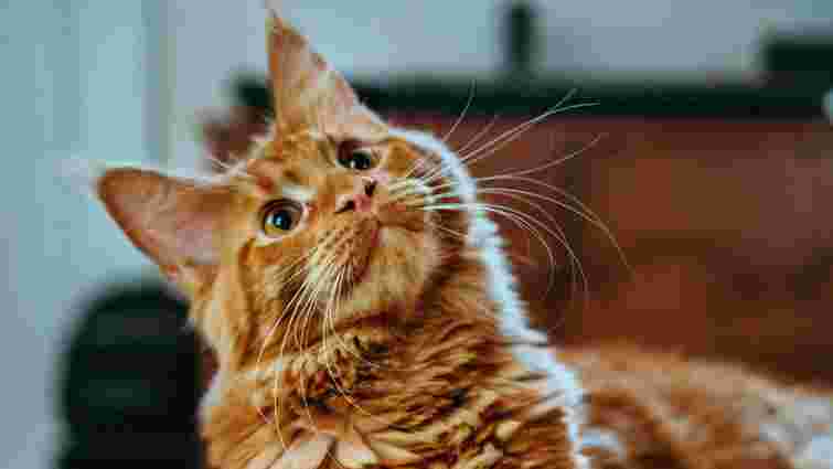 Чи справді котам подобається музика: відповідь науковців