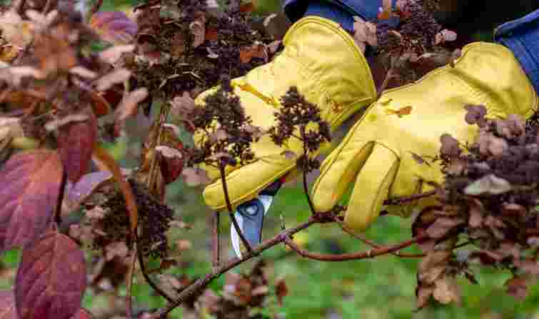 Які рослини обов'язково потрібно обрізати у вересні: перелік квітів та кущів