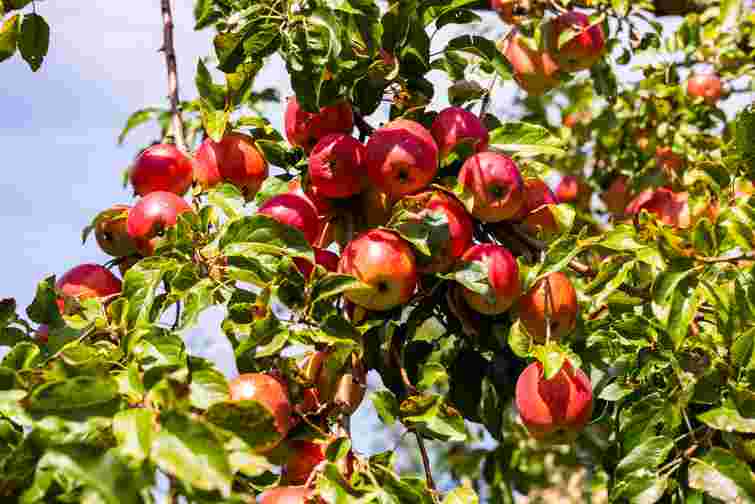 Захист від хвороб і покращення родючості: що варто зробити з яблунями у вересні