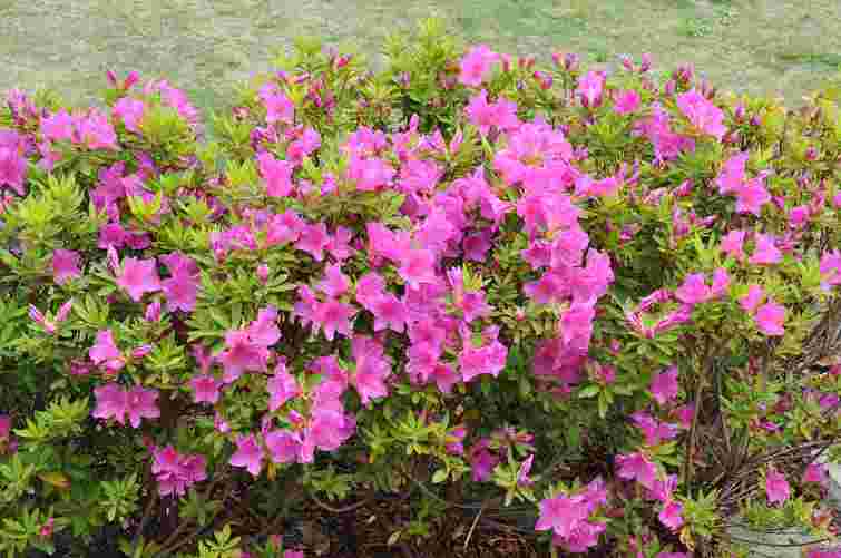 П'ять чагарників для привабливого та яскравого осіннього саду