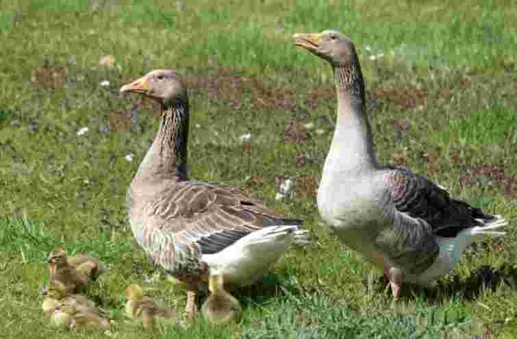 Суд конфіскував у прикарпатця собаку, який загриз сусідських гусей