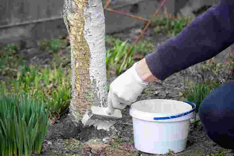 Готуємо сад до холодів: як побілка дерев рятує майбутній урожай