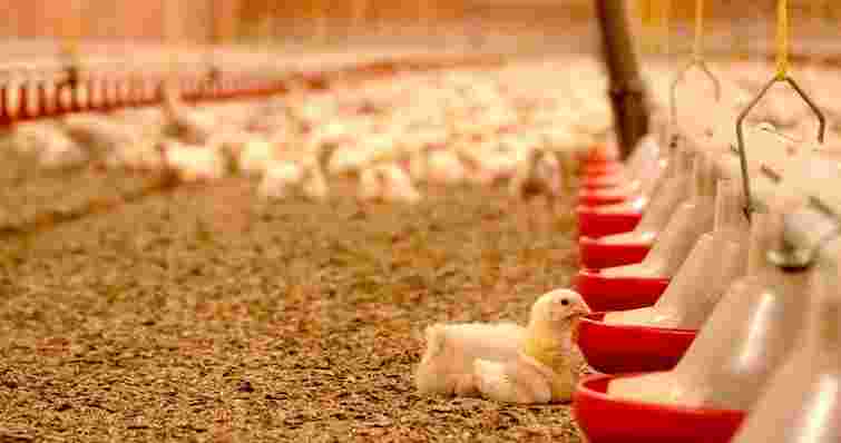 Львівські підприємці побудують птахофабрику неподалік Радивилова