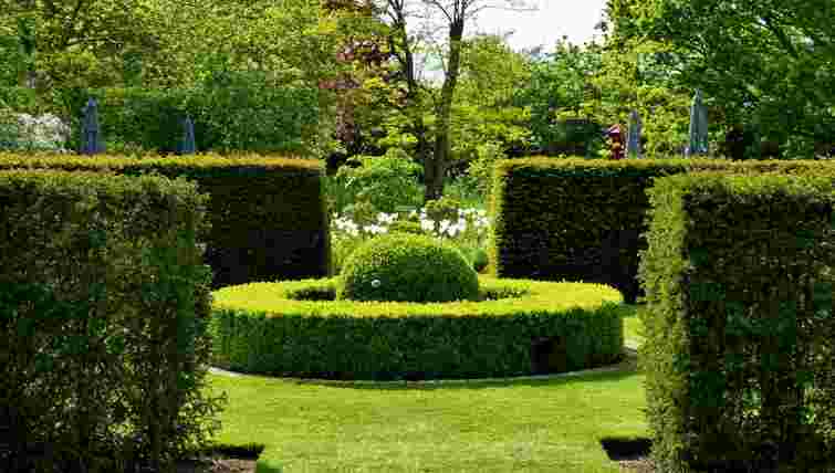 Живопліт без турбот: 4 декоративні кущі, що ростуть без особливого догляду