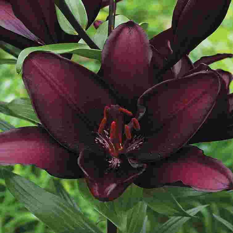 Тренди садівництва 2026: які рослини завоюють клумби наступного року