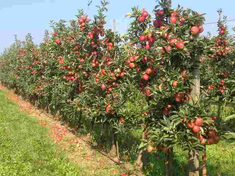 П'ять фруктових дерев, які ви ще встигаєте посадити цієї осені