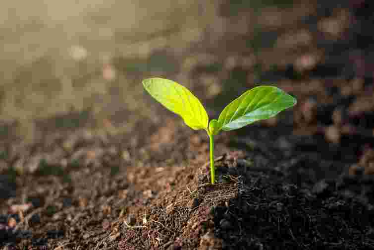 Як природним способом очистити ґрунт від фітофтори: досвід городників