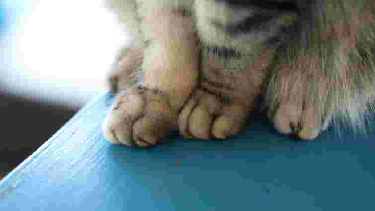 Чому кіт кладе лапу вам на рот: 6 можливих причин такої поведінки