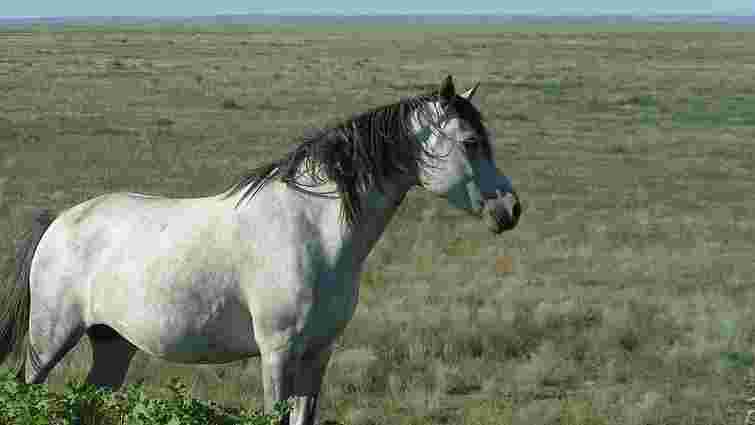 На Закарпатті засудили чоловіка, який на очах у дітей бив коня палицею