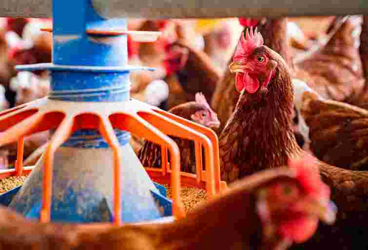На Стрийщині побудують нову птахофабрику на 330 тис. бройлерів