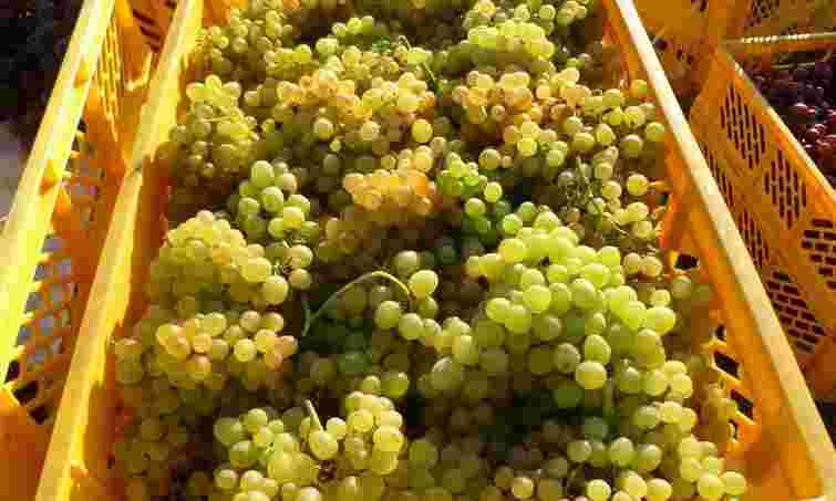 Щоб виноград не зіпсувався у холодильнику: секрети тривалого зберігання