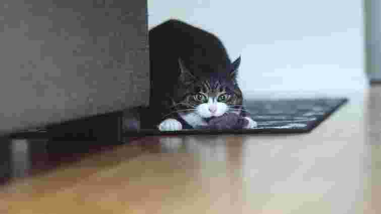 Іноді можуть дратувати: 5 дивних звичок котів та їх причини