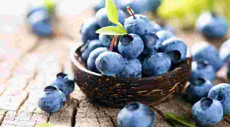 Лохина: як вона  впливає на пам'ять, настрій, увагу і зменшує запалення в організмі та мозку