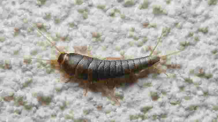 Як позбутися лусочниці у ванній кімнаті: вам знадобиться харчова сода 