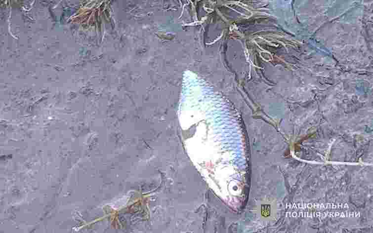 На Тернопільщині через перекриті шлюзи на дамбі масово загинула риба