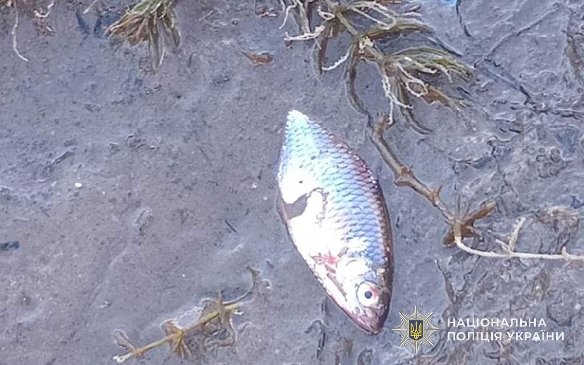 На Тернопільщині через перекриті шлюзи на дамбі масово загинула риба