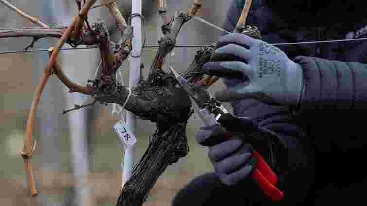 Обрізка винограду: поширена помилка, яка може коштувати вам усього врожаю
