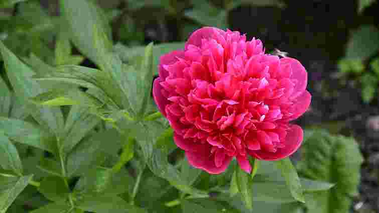 Що робити з півоніями восени: поради, що гарантують пишне цвітіння навесні