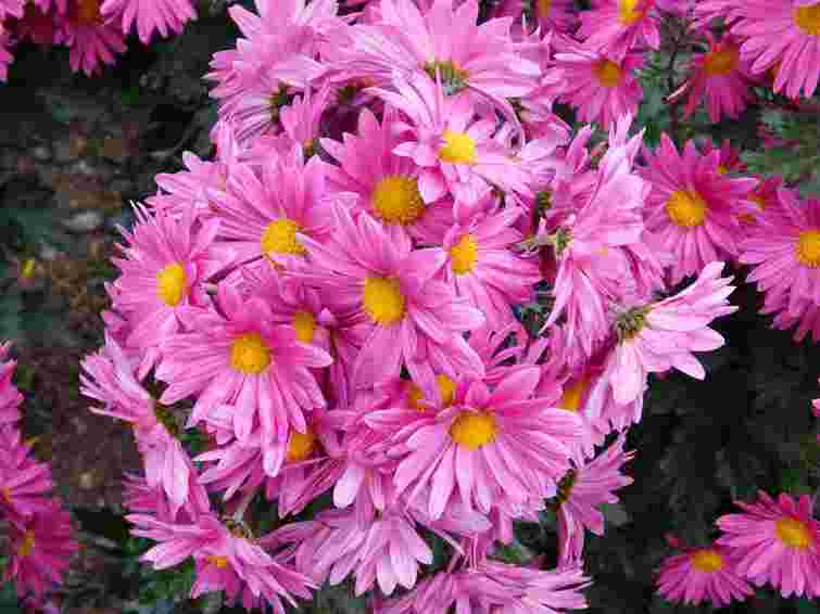 Не викопуйте і не обрізайте: як правильно доглядати хризантеми восени