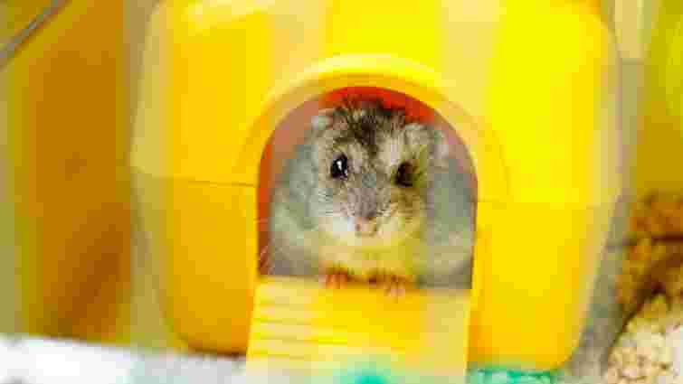 Чому хом'як постійно чухається: можливі причини 