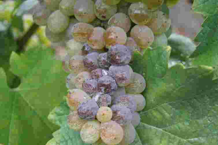 Ягоди вʼянуть та опадають за лічені дні: як захистити виноград від сірої гнилі