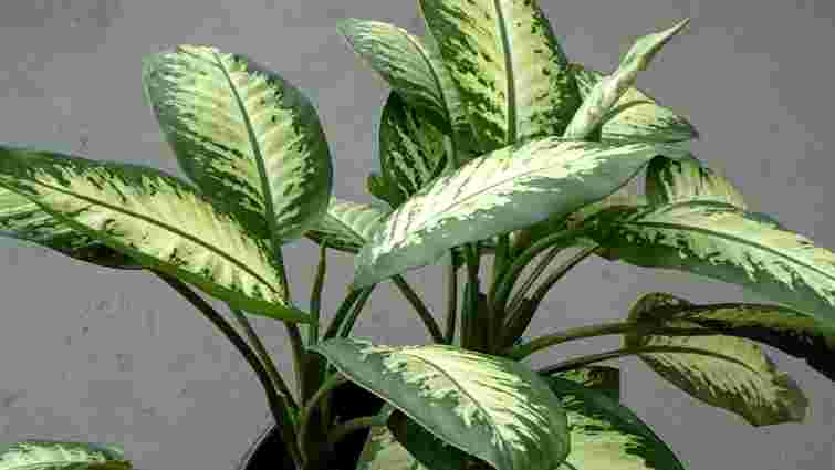 Ризикуєте отруєнням та алергіями: які кімнатні рослини не варто тримати вдома