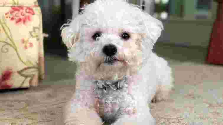 Пухнасті маленькі сім'янини: найважливіші особливості породи бішон фрізе