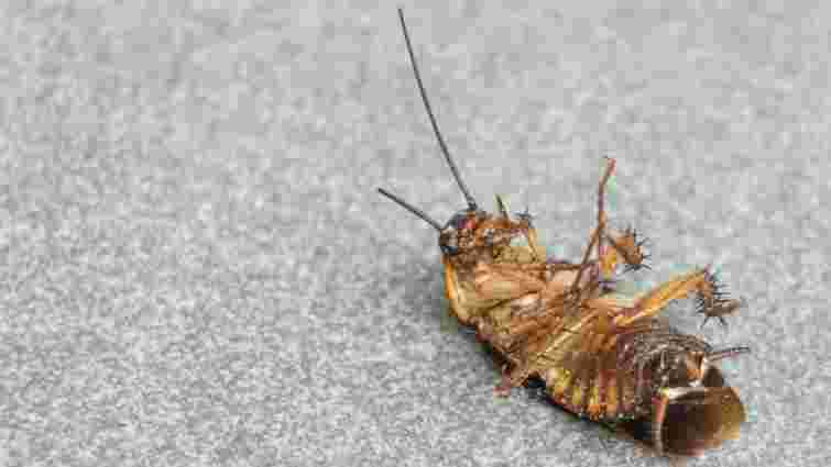 Ці поради перевірені на практиці: як позбутися тарганів раз і назавжди