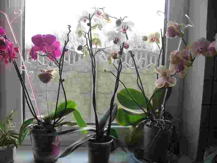 Можете втратити всі квіти: як обовʼязково треба змінити догляд орхідей восени