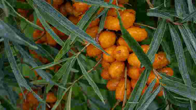 Користь на всю зиму: як правильно заморозити обліпиху, щоб довго зберігалася