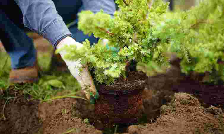 Ідеальний час: як і коли правильно садити туї восени