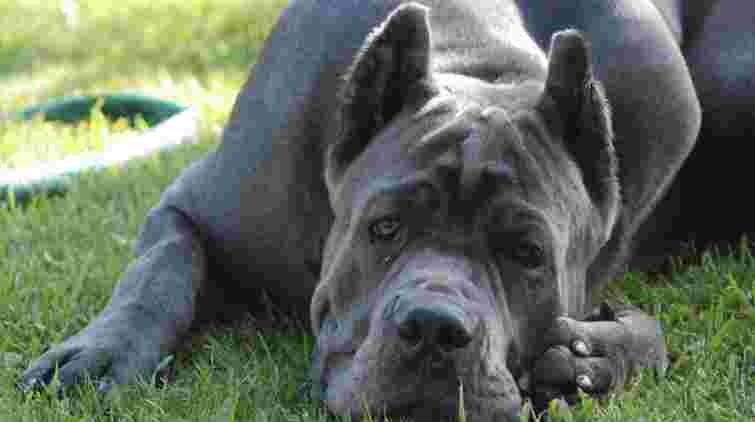 В ужгородця забрали бійцівського собаку за жорстоке поводження з ним