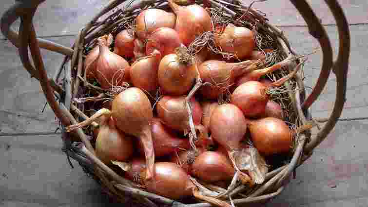 Цибуля під зиму у 2025 році: коли і як посадити, щоб навесні збирати відра врожаю