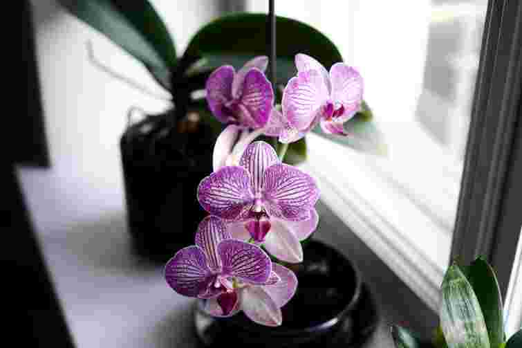 Ефективна методика чи оманливий міф: чи варто поливати орхідеї кубиками льоду