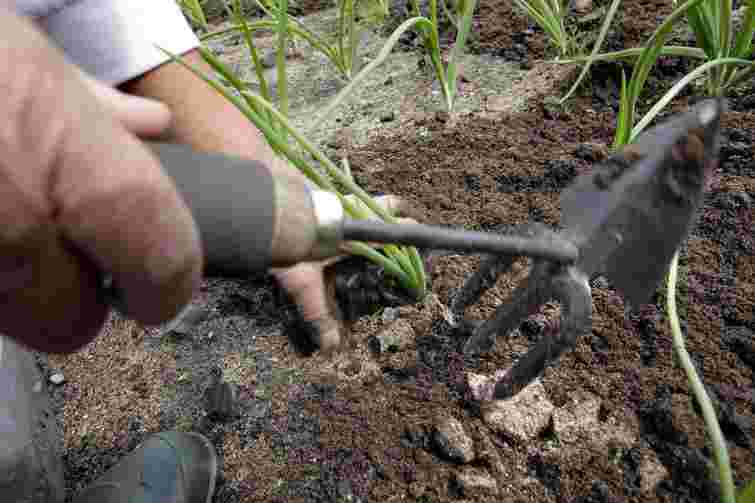 Земля після дощу перетворилася на камінь: прості способи розпушити грядку