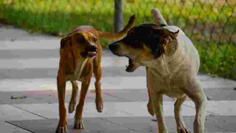 Хто з вас у зоні ризику: на яких людей собаки гавкають частіше