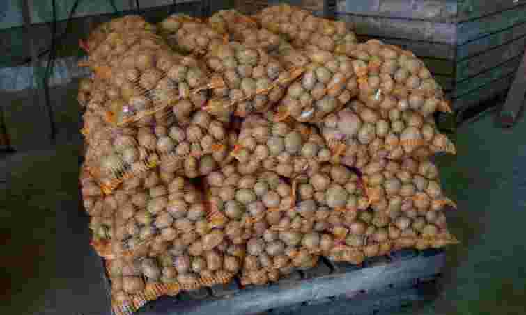 Картопля почала псуватися ще до початку зими: що ви зробили не так після збору врожаю