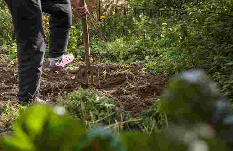 Ці три ефективні добрива вас точно вразять: чим замінити гній на городі