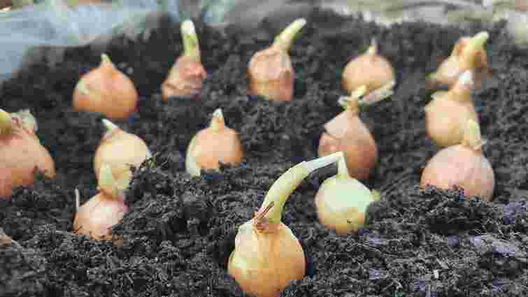 Будете мати найпишнішу клумбу: як і коли найкраще садити тюльпани восени