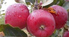 Жовті, зелені й червоні: 10 переваг яблук для здоров’я