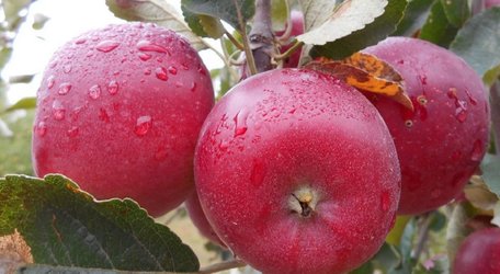 Жовті, зелені й червоні: 10 переваг яблук для здоров’я