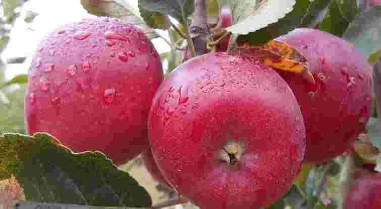 Жовті, зелені й червоні: 10 переваг яблук для здоров’я